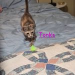 Tonks