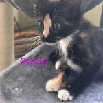 Ophelia/reserved