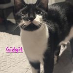 Gidgit