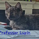 Professor Lupin/reserved