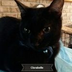 Clarabelle