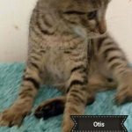Otis