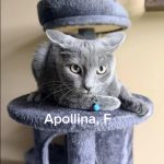Apollina/reserved