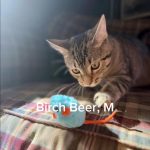 Birch Beer