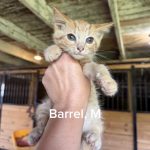 Barrel