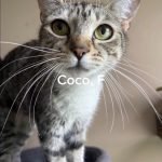 Coco