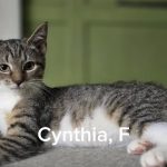 Cynthia