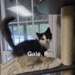 Gale