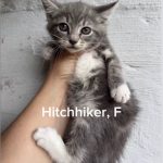 Hitchhiker/reserved