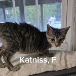 Katniss