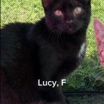 Lucy