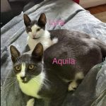 Lyra and Aquila