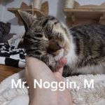 Mr.Noggin