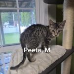 Peeta