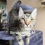 Sarsaparilla