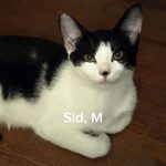 Sid