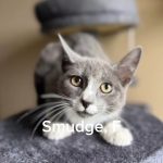Smudge