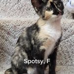 Spotsy/reserved