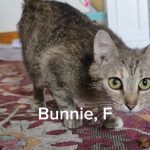 Bunnie