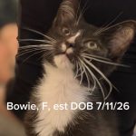 Bowie