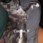 Cookie