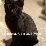 Cornelia