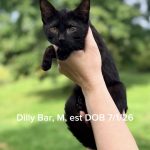 Dilly Bar