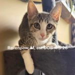 Ravenpaw