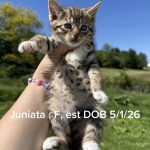 Juniata